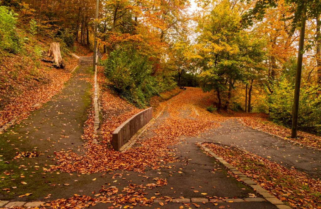 Tranquil park scene with paths covered in vibrant autumn leaves, creating a serene outdoor atmosphere.